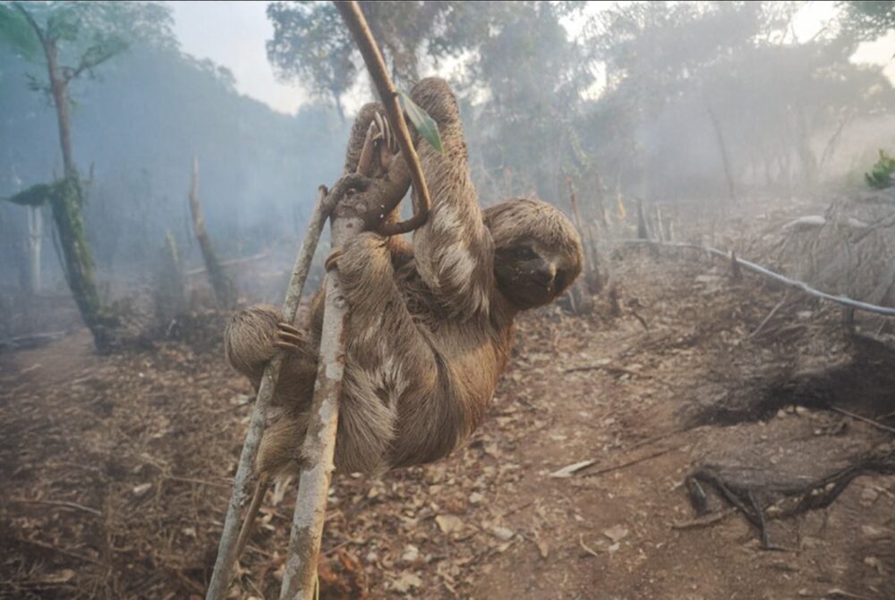 O Observatório de Governança Fundiária e Ambiental do TJAM emitiu também uma recomendação ao Município de Parintins para suspender imediatamente novas titulações até que a situação seja regularizada.