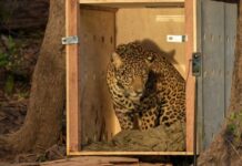 Onça-pintada resgatada no Rio Negro retorna ao habitat após reabilitação