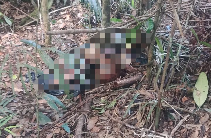 Corpo em decomposição é encontrado em área de mata no bairro Tarumã, em Manaus