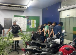 ROCAM encontra estufa de maconha e prende cinco homens em chácara no Tarumã