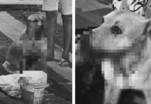 VÍDEO: Cadela tem parte da boca mut1l@d@ após explosão de bomba no Réveillon em Manaus