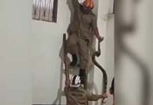 VÍDEO: Jiboia é resgatada após ser encontrada em telhado de Shopping em Manacapuru