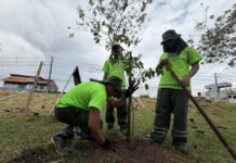 Prefeitura de Manaus acelera arborização e planta 13.400 mudas em 2026
